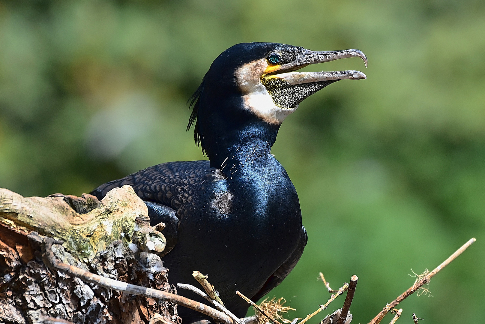 Kormoran (Phalacrocorax carbo)