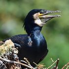 Kormoran (Phalacrocorax carbo)