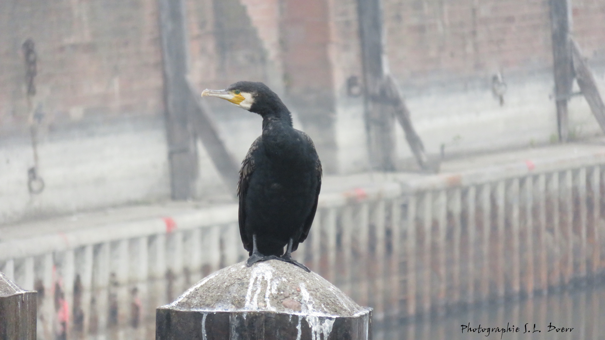 Kormoran (Phalacrocorax carbo), (1)