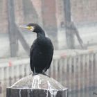 Kormoran (Phalacrocorax carbo), (1)