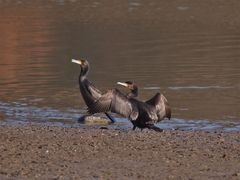 Kormoran (Phalacrocorax carbo) 