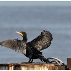 Kormoran - Phalacrocorax carbo