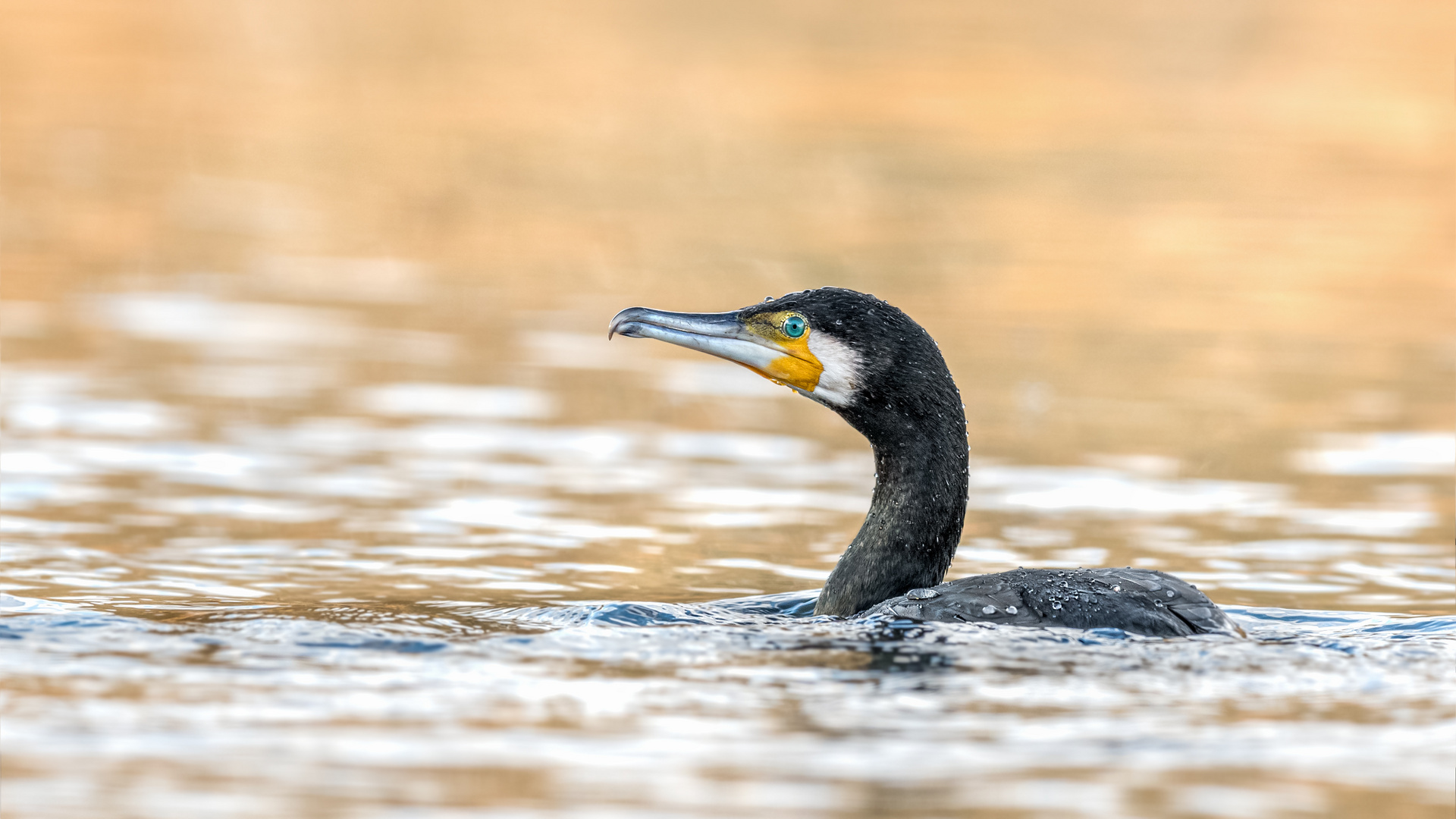 Kormoran (Phalacrocorax carbo)