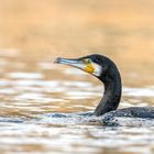 Kormoran (Phalacrocorax carbo)