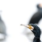 Kormoran (Phalacrocorax carbo)