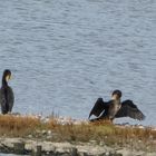 Kormoran (Phalacrocorax carbo)