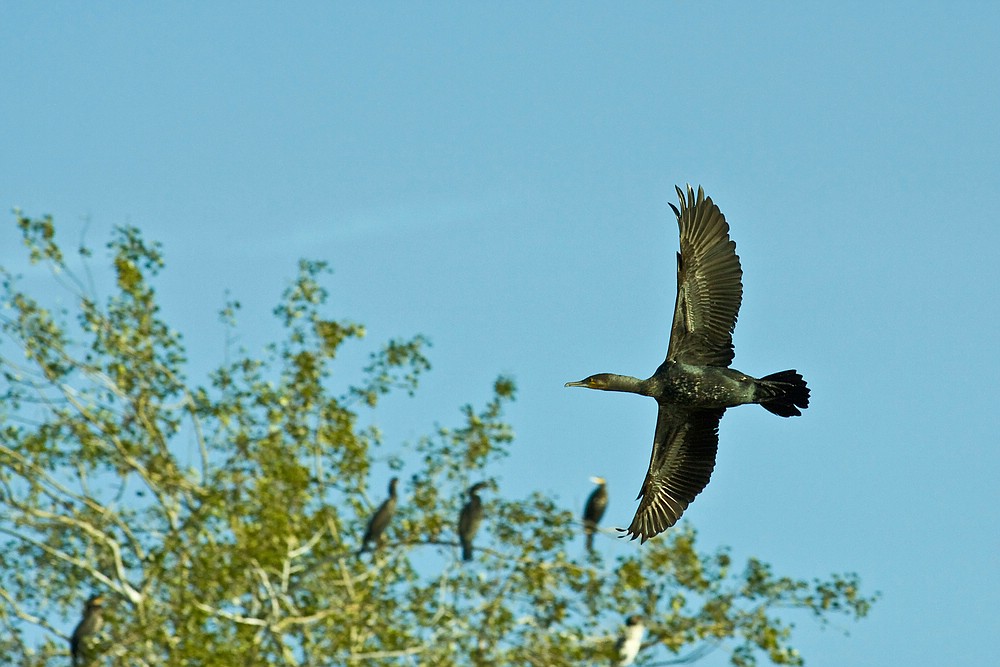 Kormoran (Phalacrocorax carbo)