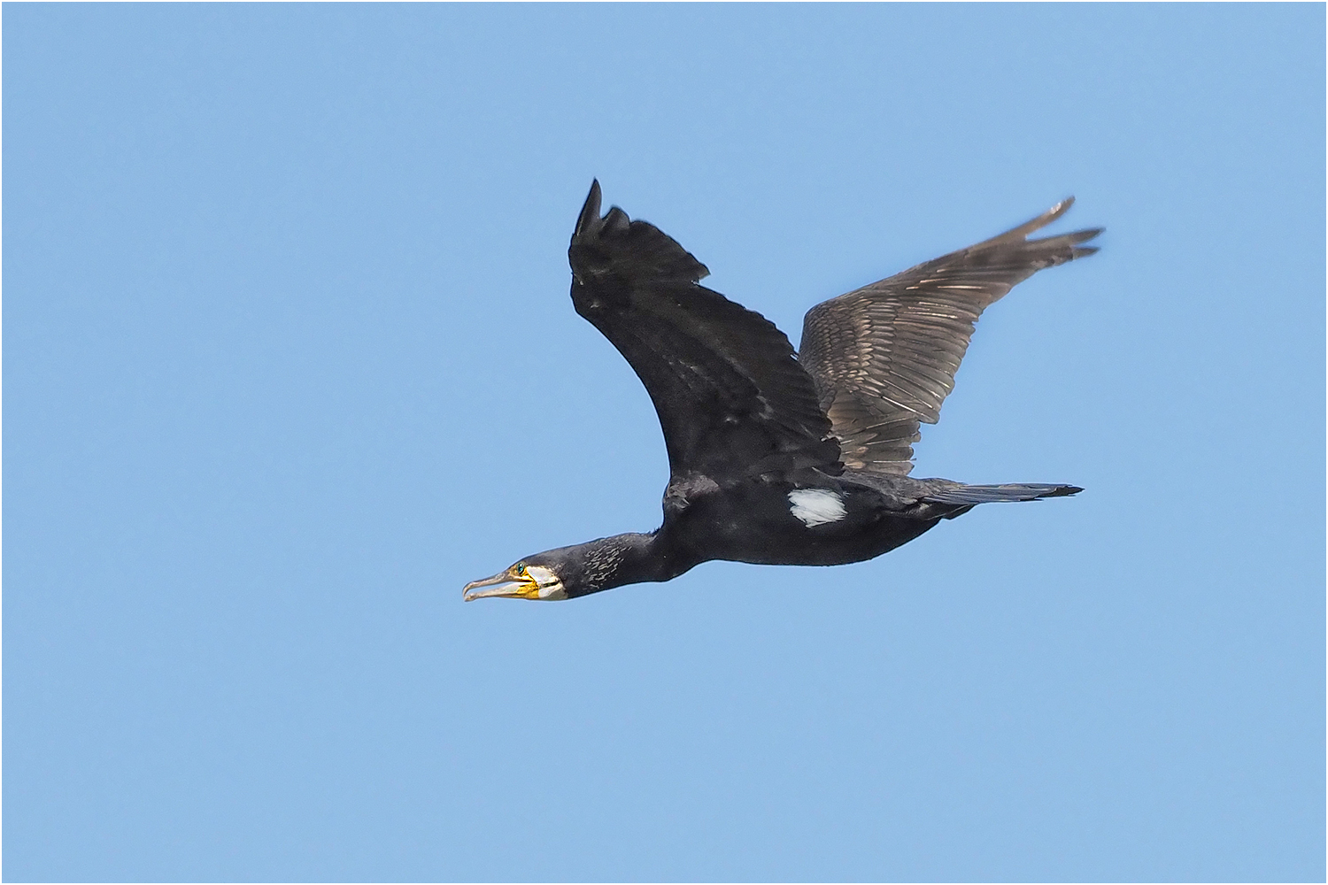 Kormoran (Phalacrocorax carbo)