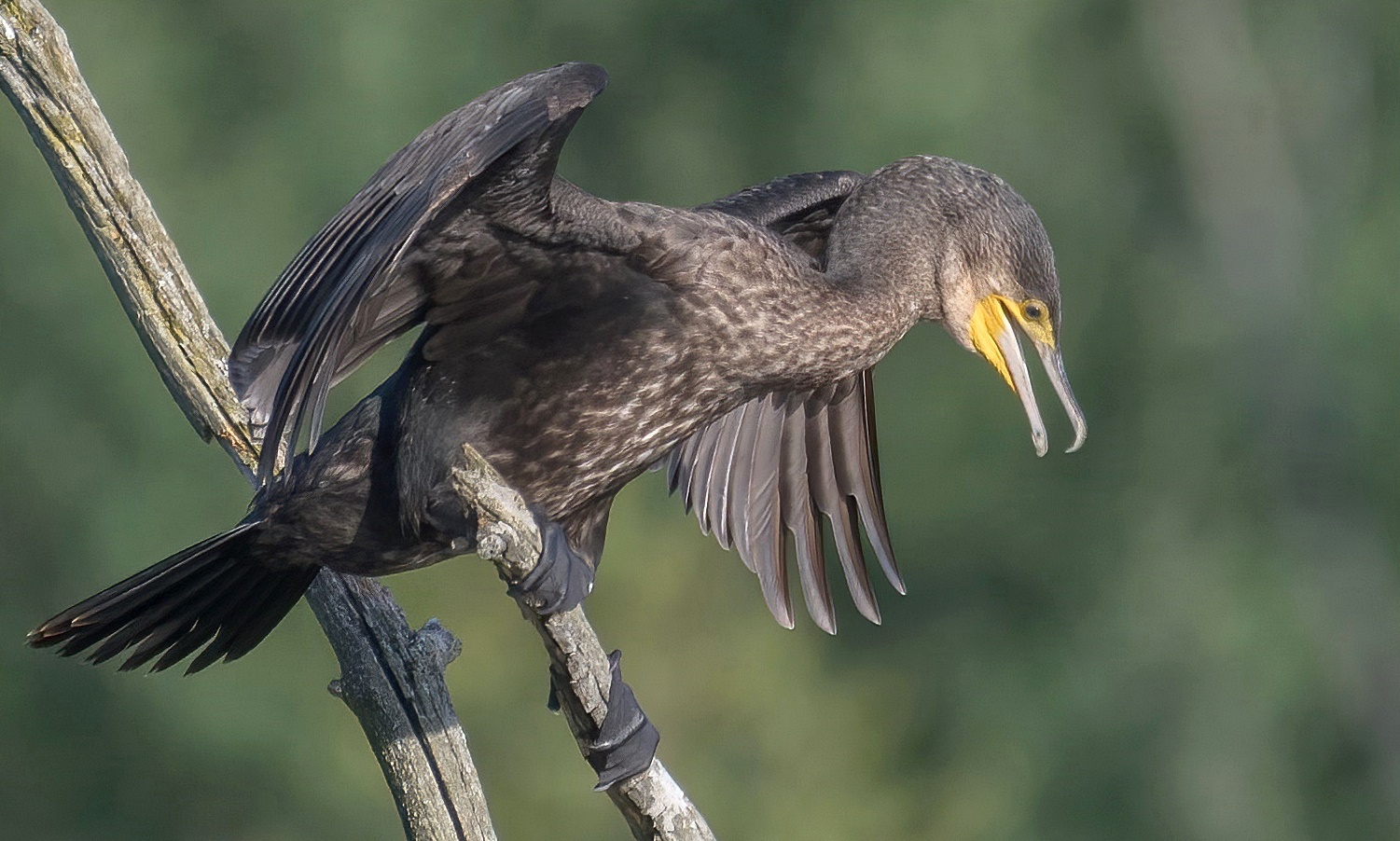 Kormoran (Phalacrocorax carbo )