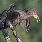 Kormoran (Phalacrocorax carbo )