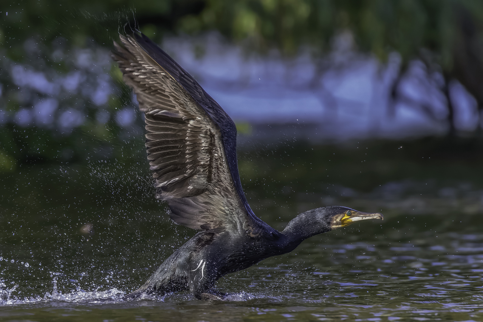 Kormoran (Phalacrocorax carbo)