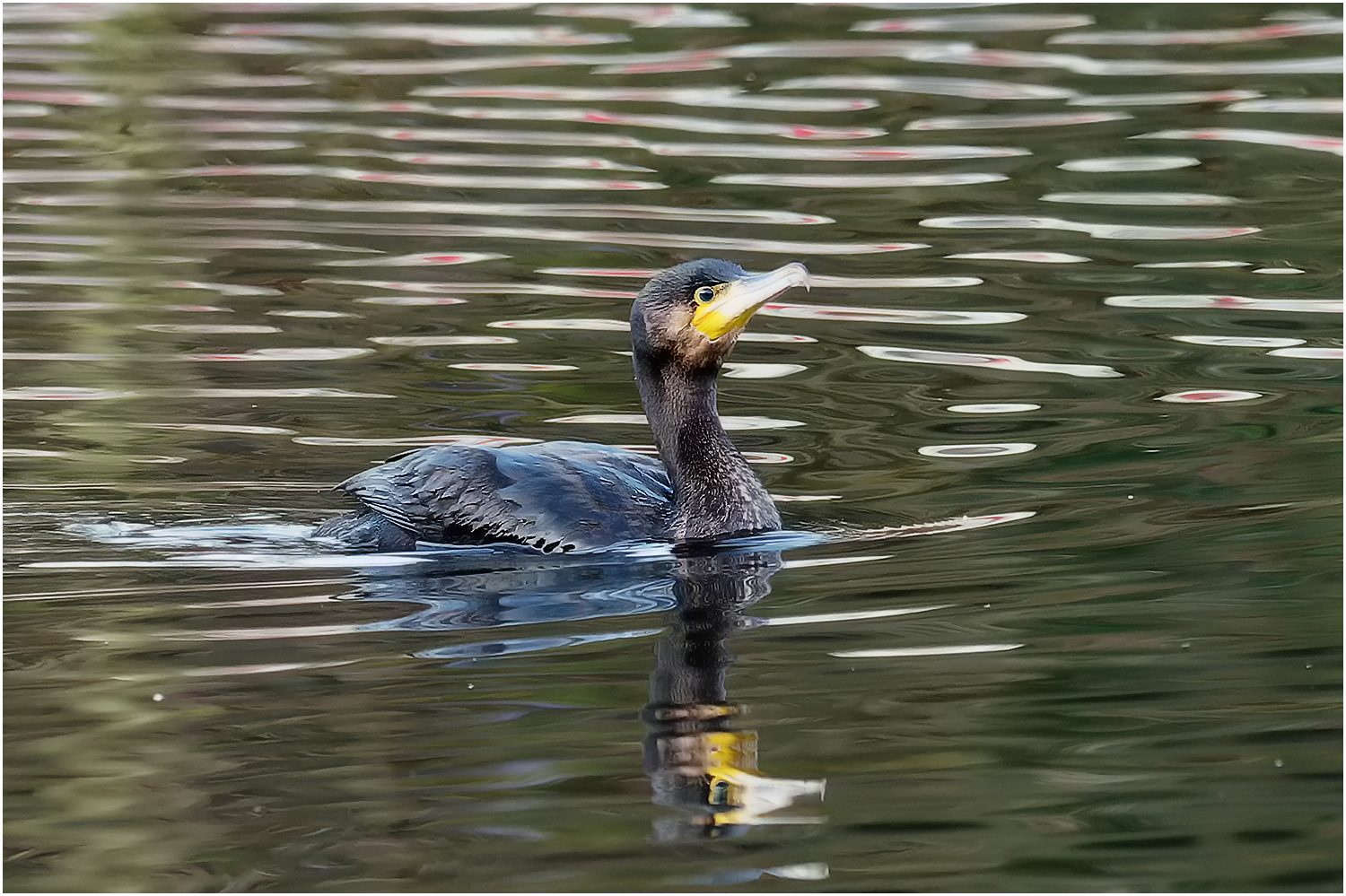 Kormoran (Phalacrocorax carbo)