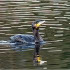 Kormoran (Phalacrocorax carbo)