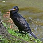 Kormoran (Phalacrocorax carbo)