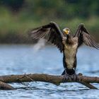 Kormoran (Phalacrocorax carbo)