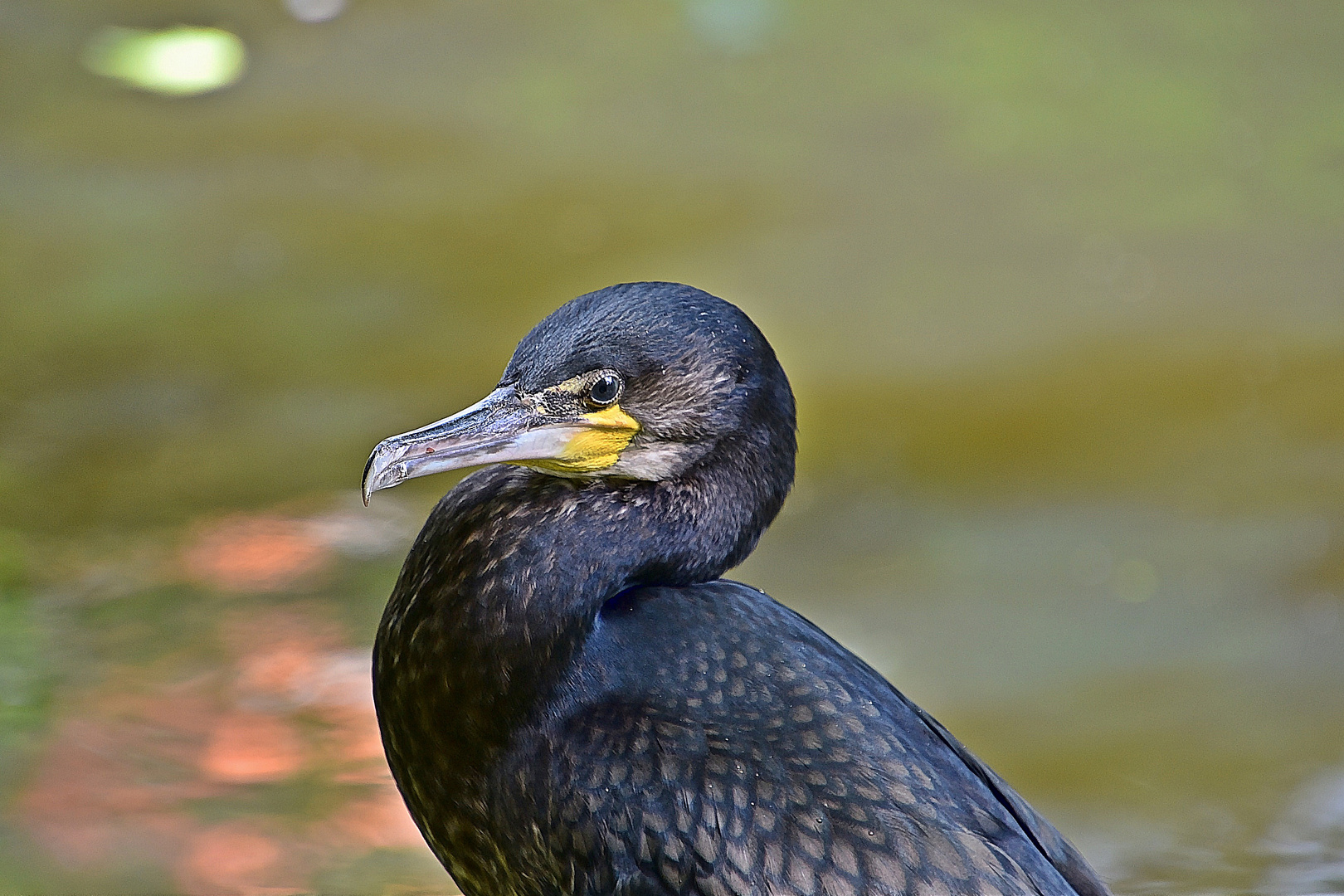 Kormoran (Phalacrocorax carbo)