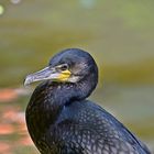 Kormoran (Phalacrocorax carbo)