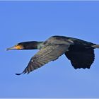 Kormoran - Phalacrocorax carbo