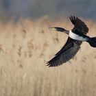 Kormoran (Phalacrocorax carbo)