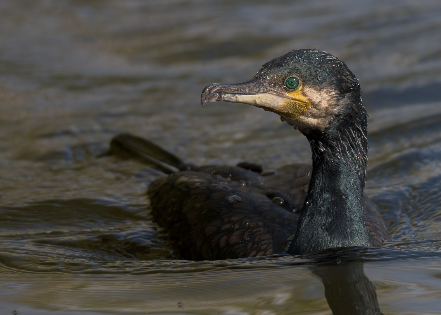 Kormoran (Phalacrocorax carbo)