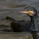 Kormoran (Phalacrocorax carbo)