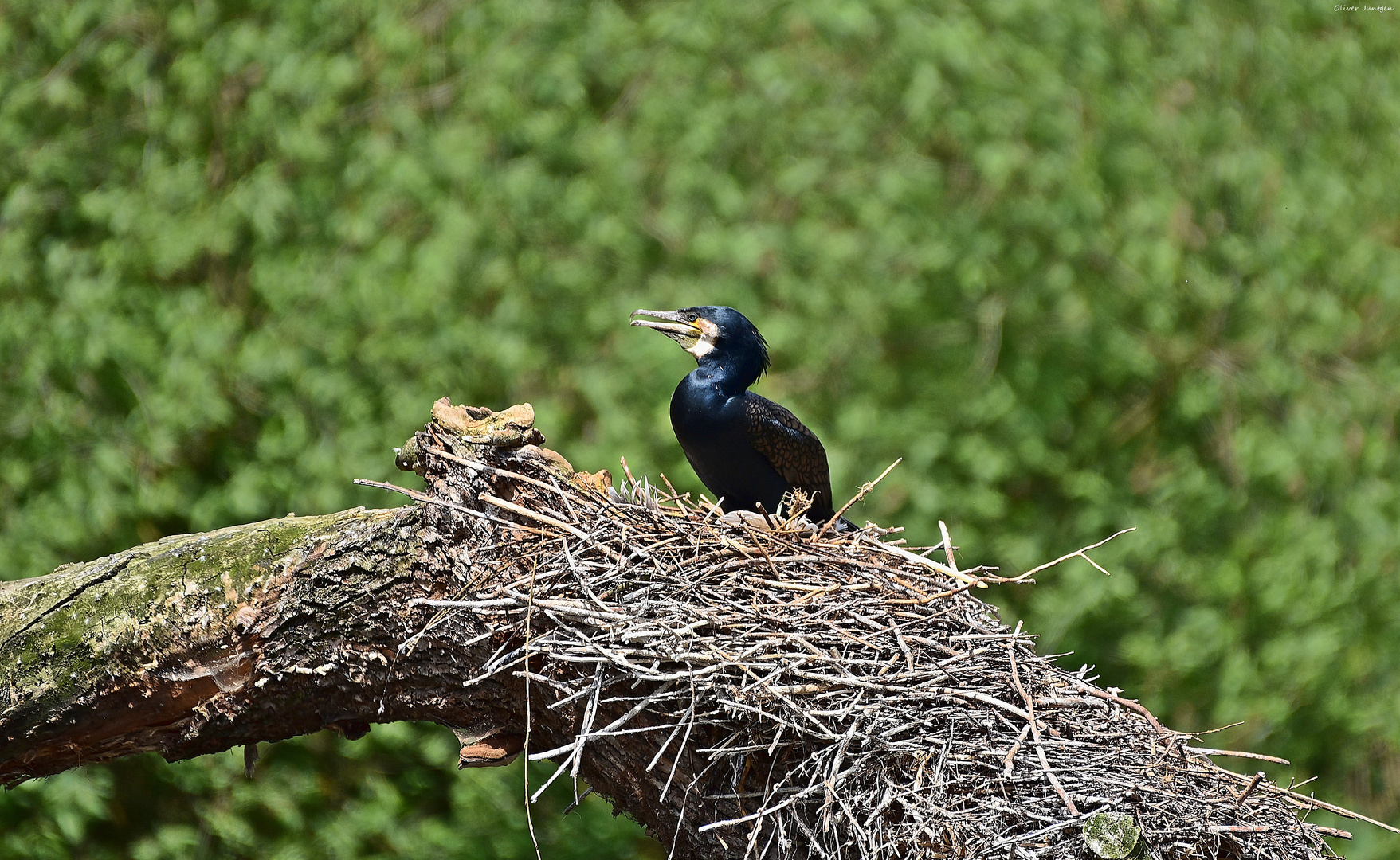 Kormoran (Phalacrocorax carbo)