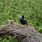 Kormoran (Phalacrocorax carbo)