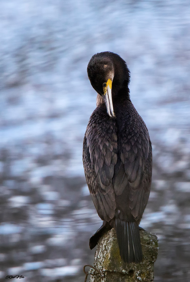 Kormoran - Phalacrocorax carbo