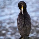 Kormoran - Phalacrocorax carbo