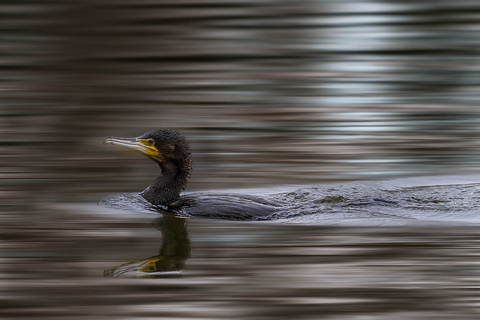 Kormoran - Phalacrocorax carbo