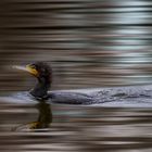 Kormoran - Phalacrocorax carbo