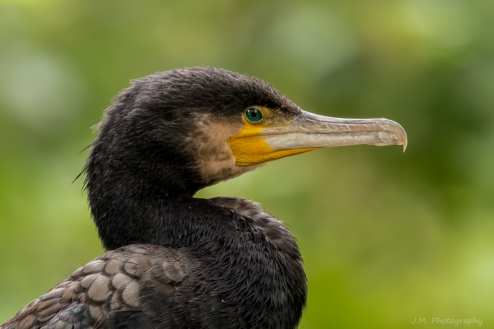 Kormoran ... (Phalacrocorax carbo)