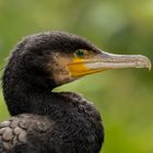 Kormoran ... (Phalacrocorax carbo)