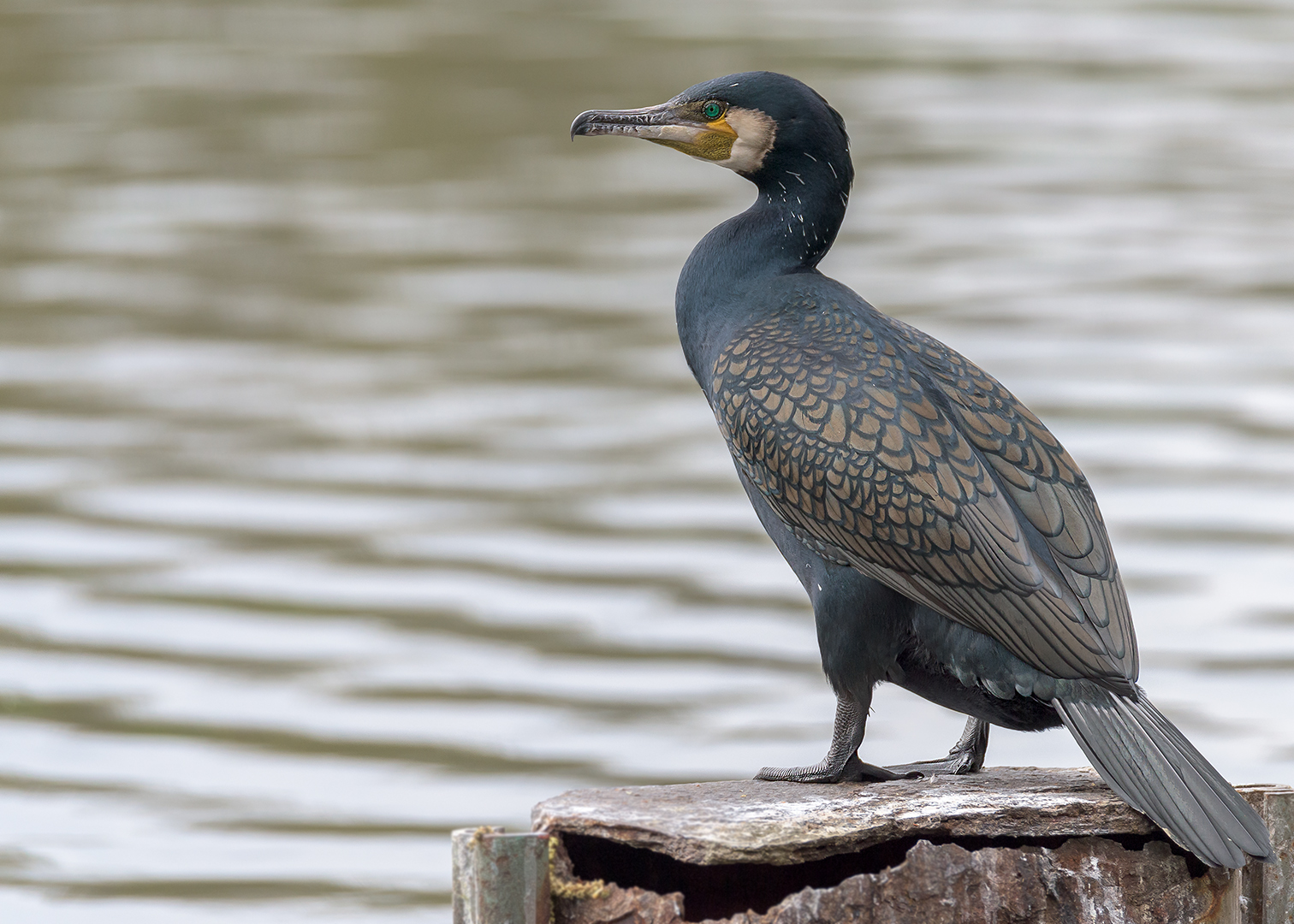 Kormoran (Phalacrocorax carbo)