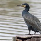 Kormoran (Phalacrocorax carbo)