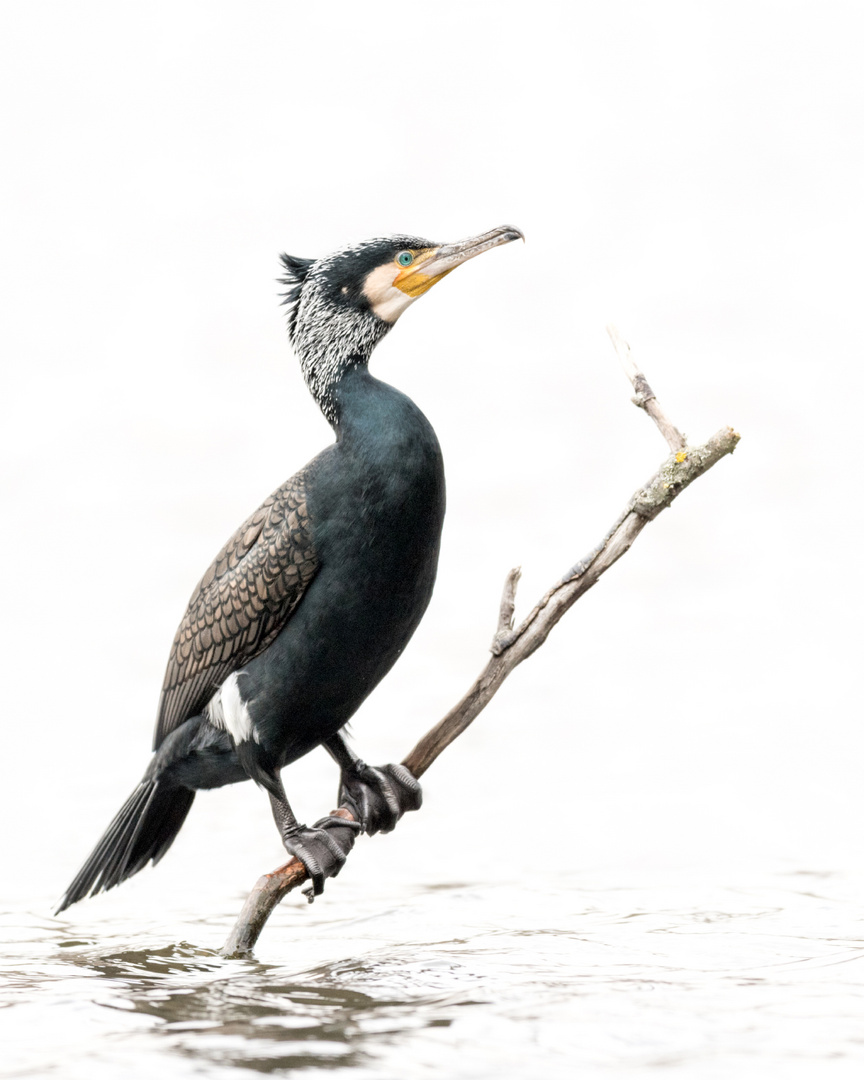 Kormoran (Phalacrocorax carbo)