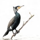 Kormoran (Phalacrocorax carbo)