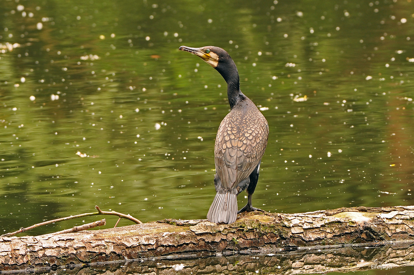 KORMORAN   ( Phalacrocorax carbo )