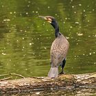 KORMORAN   ( Phalacrocorax carbo )