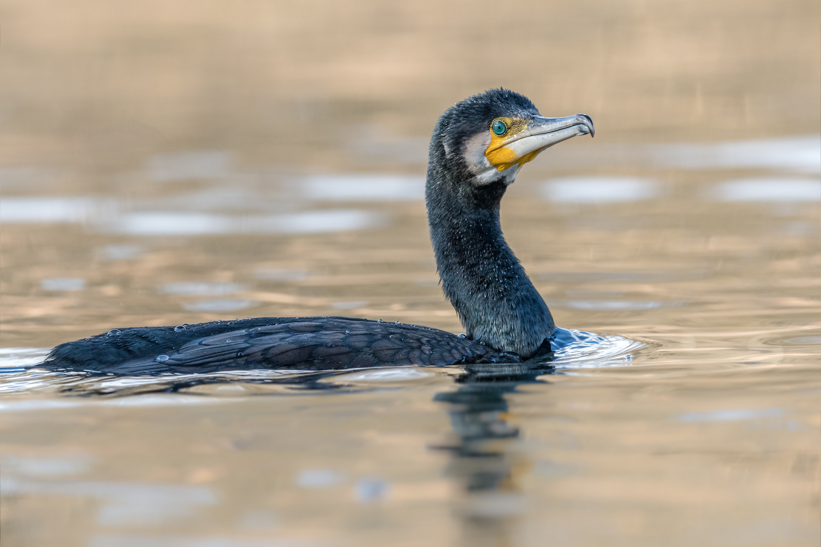 Kormoran (Phalacrocorax carbo) 