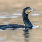 Kormoran (Phalacrocorax carbo) 