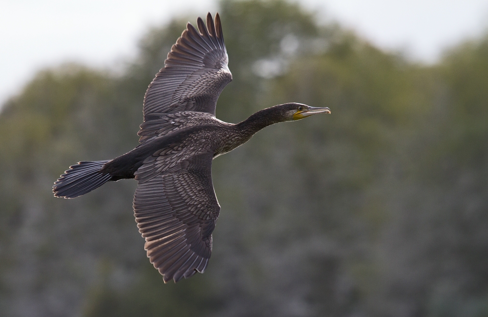 ~ Kormoran ~ (Phalacrocorax carbo)