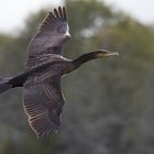 ~ Kormoran ~ (Phalacrocorax carbo)