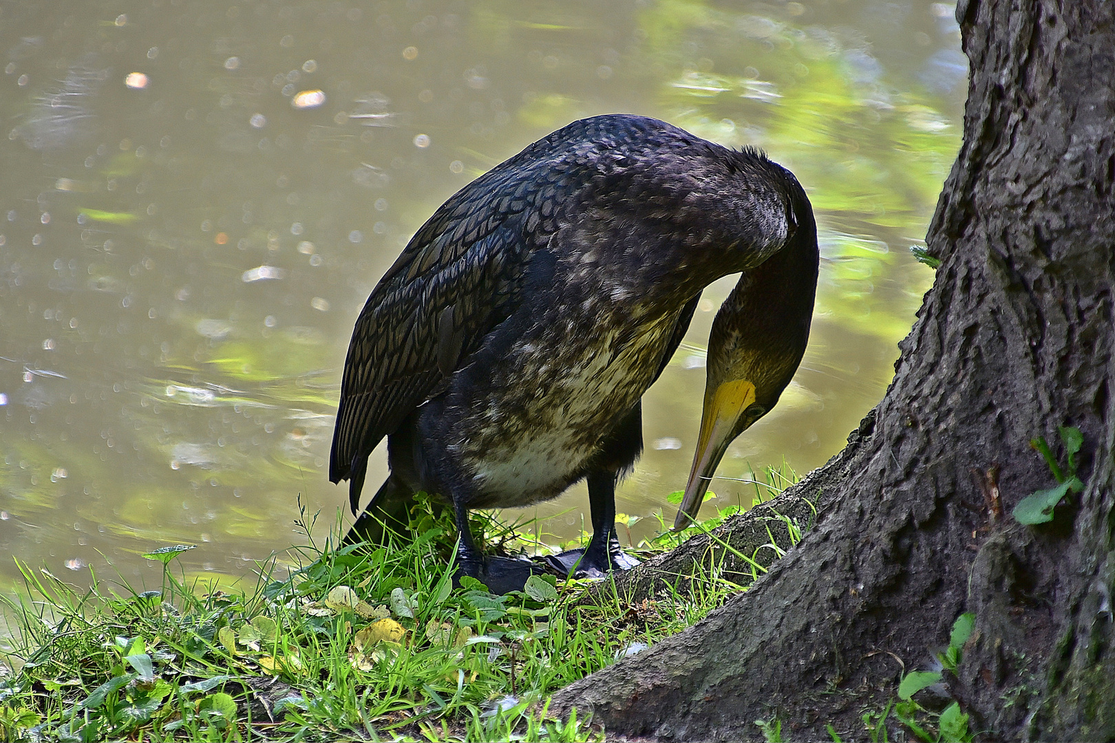 Kormoran (Phalacrocorax carbo)