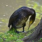 Kormoran (Phalacrocorax carbo)