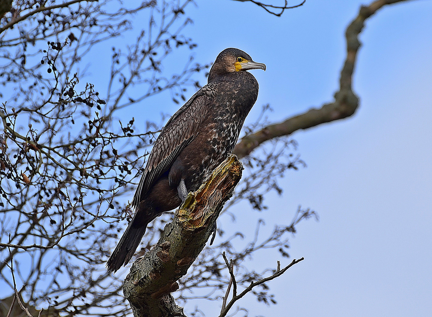 Kormoran (Phalacrocorax carbo)