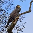 Kormoran (Phalacrocorax carbo)