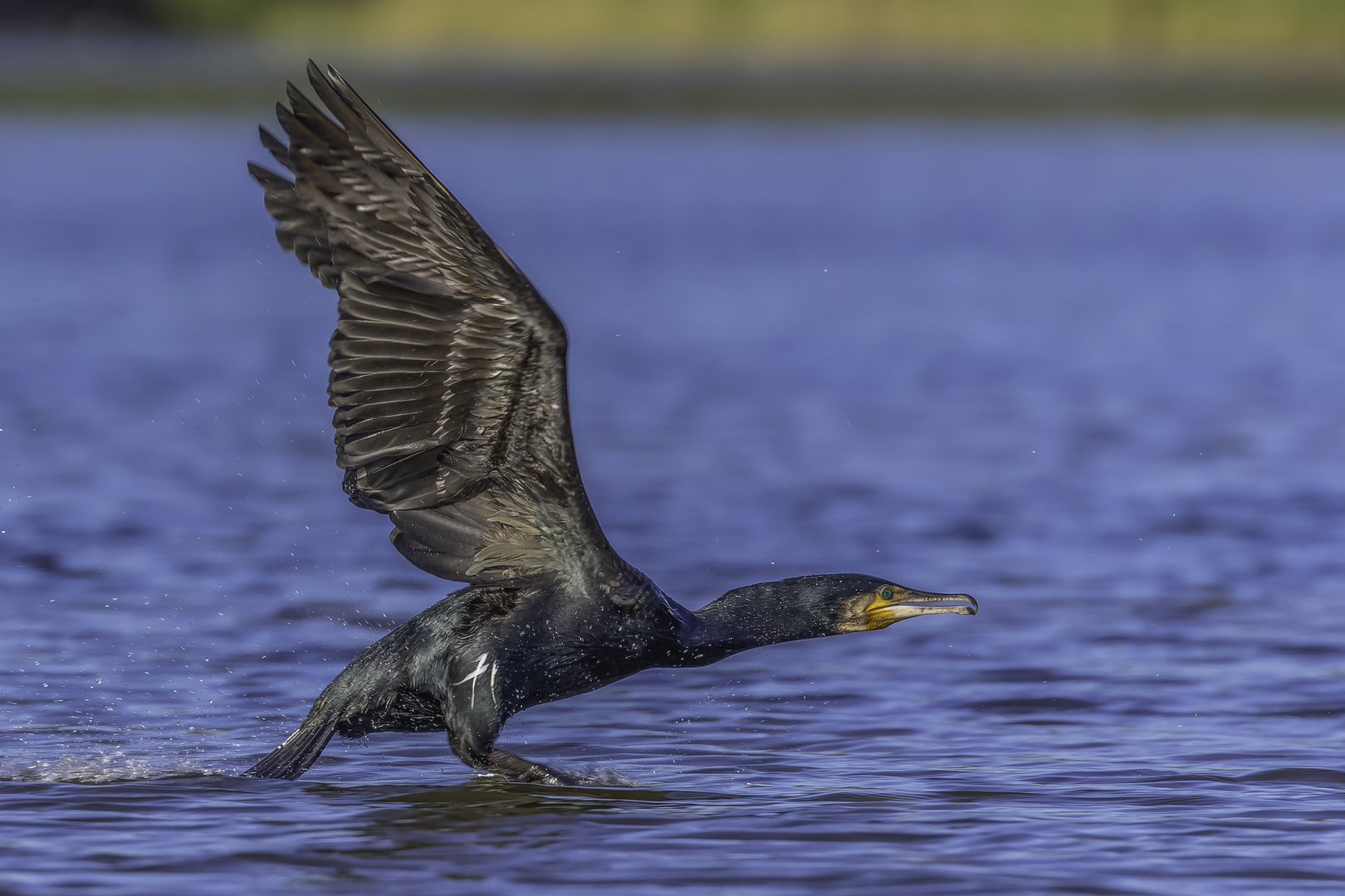 Kormoran (Phalacrocorax carbo)