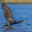 Kormoran (Phalacrocorax carbo)