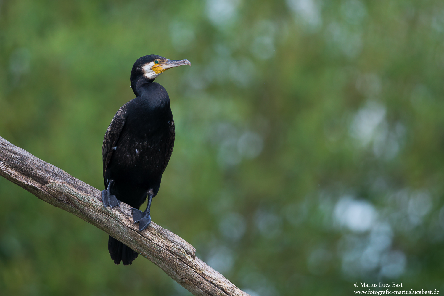 Kormoran (Phalacrocorax carbo)